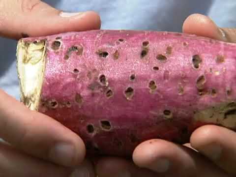 Vídeo: Tratando uma batata-doce com nematóides: como combater os nematóides dos nós da raiz em batata-doce