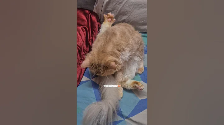 Video 11765561: kitten pets funnycat cutecat, cat cutecat pets funnycats, kitten cute pets funnycat, kitten pets funny cutecat, cat funny facts pets