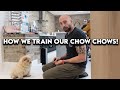 How we train our chow chows! [SUPER INTERESTING] の動画、YouTube動画。