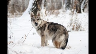 Как научить собаку команде "Сидеть!" (урок 6) Как научить собаку команде "Сидеть!" (урок 6)