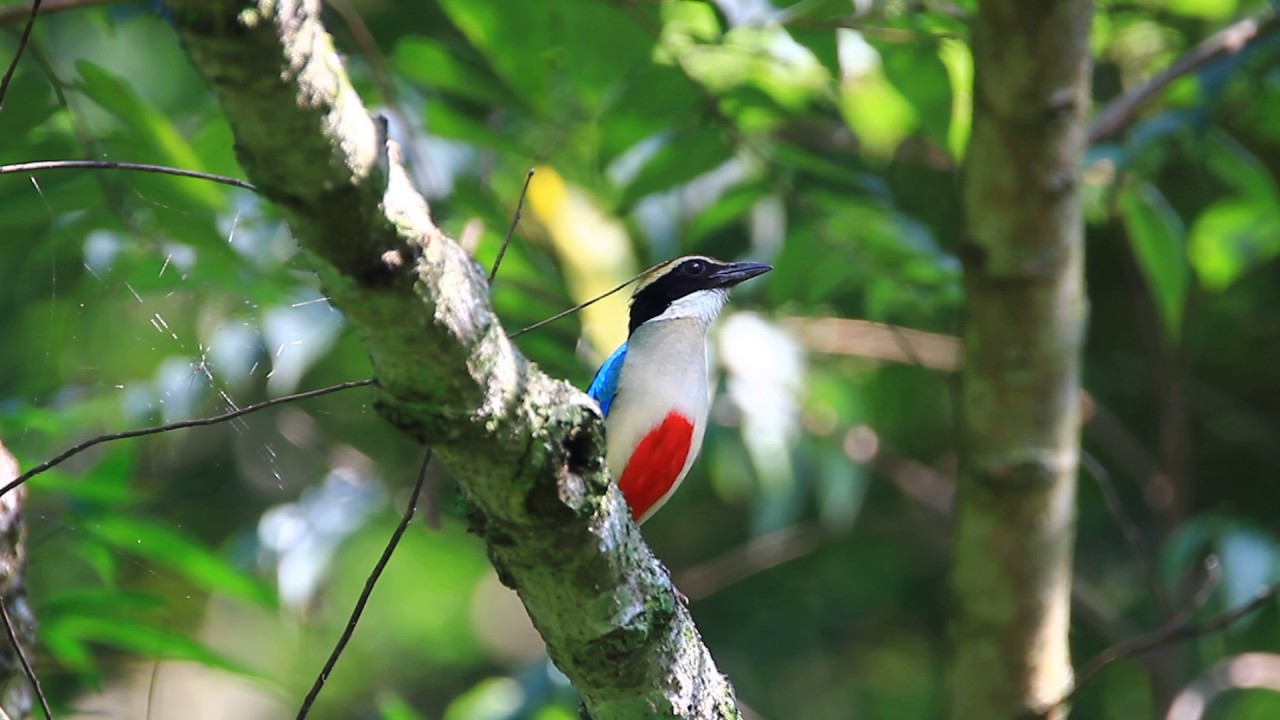The Fairy Pitta Calls 八色鳥叫聲 Youtube