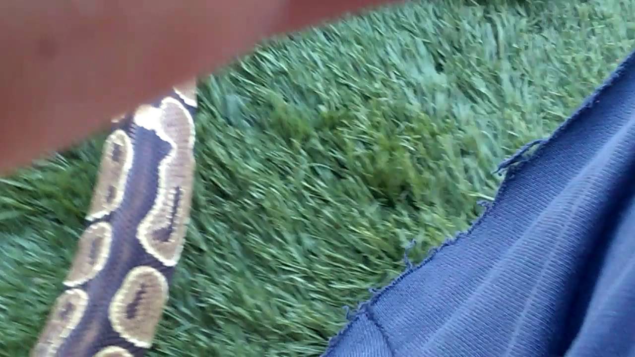 My pet snakes = 4 YouTube