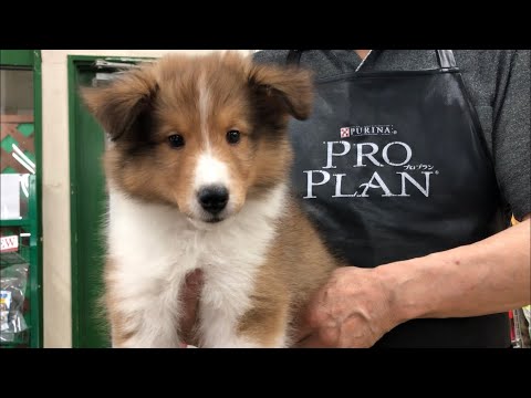 【シェルティ】子犬をお迎えした日