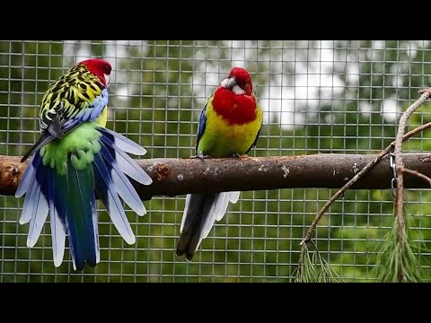 Papouškárna │ 1. sezóna │ chov australských papoušků │ australian parrots │ 2021