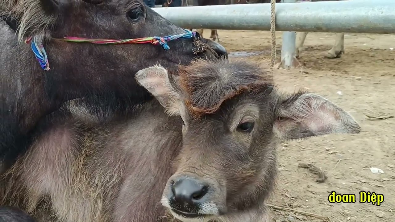 Khám phá chợ Châu lớn nhất tây bắc vô tình gặp chú châu kì lạ 