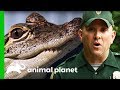 Officers Re-Home Baby Alligator Being Kept As A Pet | North Woods Law