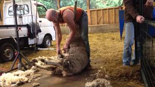 Pre-lamb shearing in Canada 7/12/2014 (pt 2)