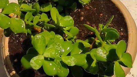 ❓how🥵 to propagate😱 jade 🤯tree cutting 4🔥 methods (How to propagate jade (4 ways and Results)