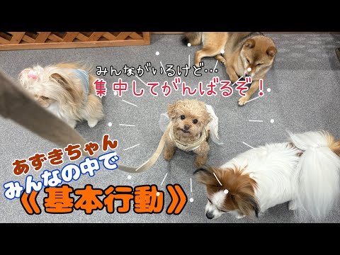 【犬の幼稚園】あずきちゃんみんなの中で基本行動(万代店)