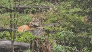 Wolves fighting, Sumava National Park | Czech Republic