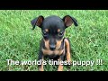 Tiny miniature pinscher puppy (Black Tan)