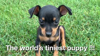 Tiny miniature pinscher puppy (Black Tan)