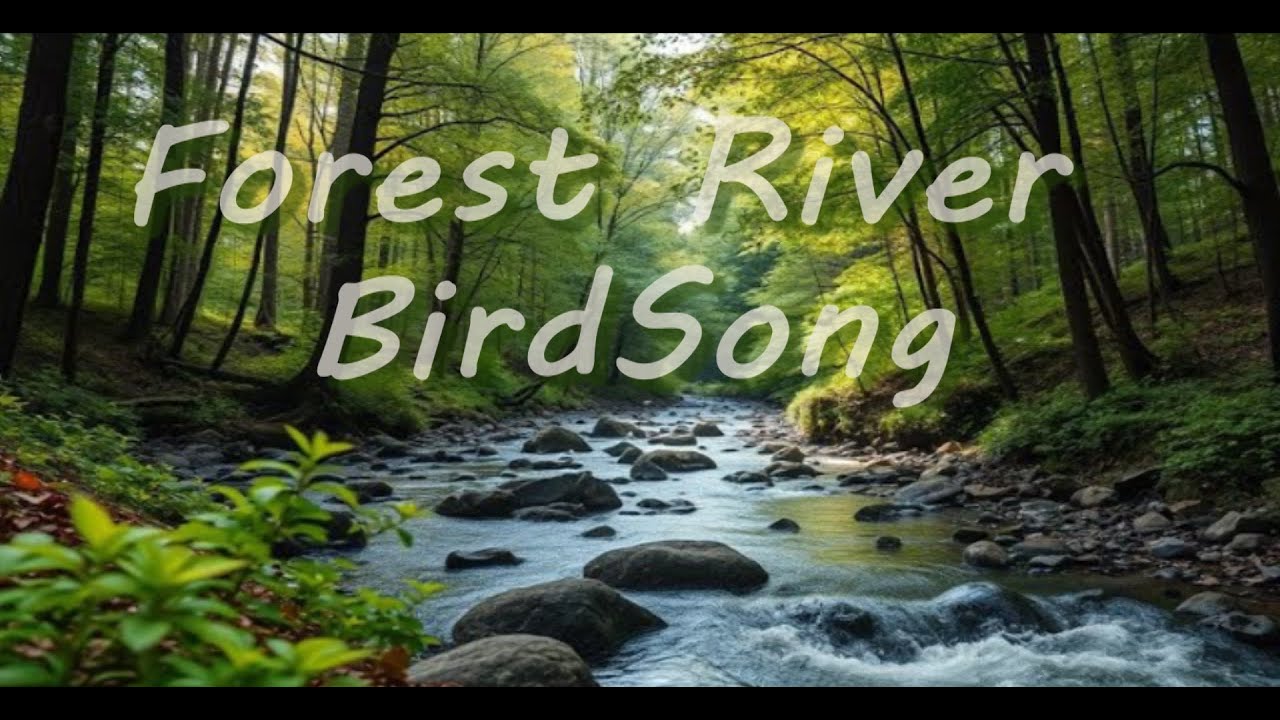Forest Ambience River Nature Sounds Birds Singing, ASMR 4 Hours+ of ...
