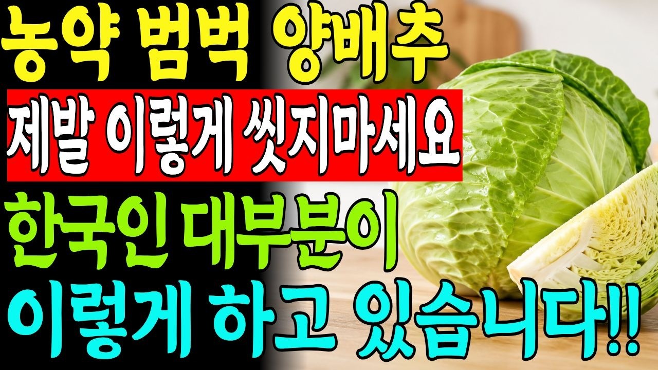 양배추 씻을때 '이렇게' 해야 농약이 싹 없어집니다!! "베이킹소다,식초 아닙니다" 싱싱하게 보관하는 방법과 식후 혈당 잡고 뱃살 빠지는 초간단 양배추 활용법 모두 알려드립니다!
