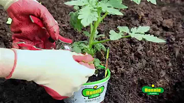 What is the best tomato plant to buy?