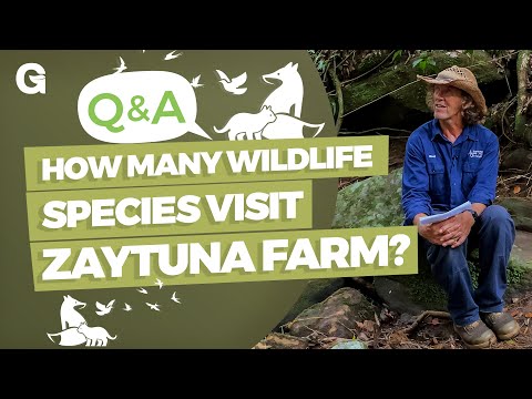 Video: Wallaby Garden Pests - Cómo evitar que los wallabies se coman mis plantas