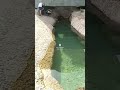 عين علي في مدينة القورية