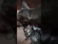 🐱💕💕