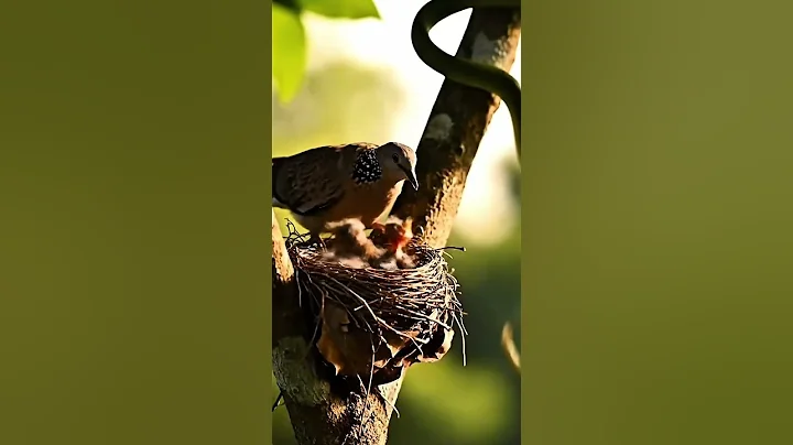 “Brave Mother Bird vs Sneaky Snake – A Wild Rescue Moment!”