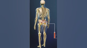 The Largest Nerve in the Human Body