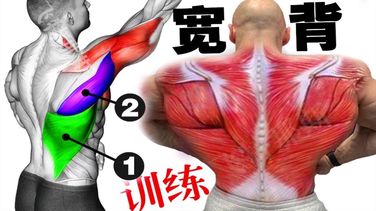 6个背阔肌训练，最有效的背阔肌锻炼动作，背部训练也很简单 - YouTube