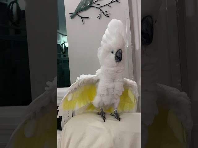 Crazy umbrella cockatoo Zeus- Will do anything for a laugh!! class=