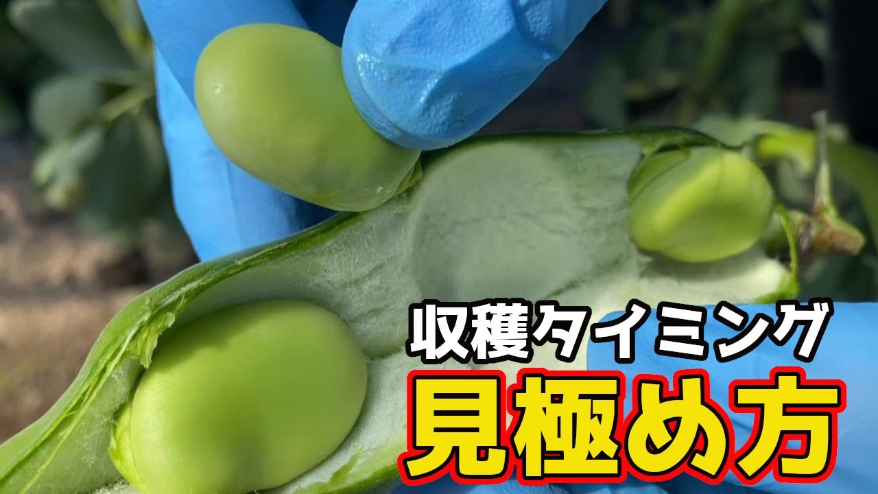 そら豆 の 収穫 時期