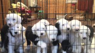 Old English Sheepdog puppies playing at 7 1/2 weeks old