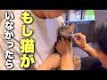 【正直な気持ち】もし猫がいなかったら、この家はどうなった?(no.508)