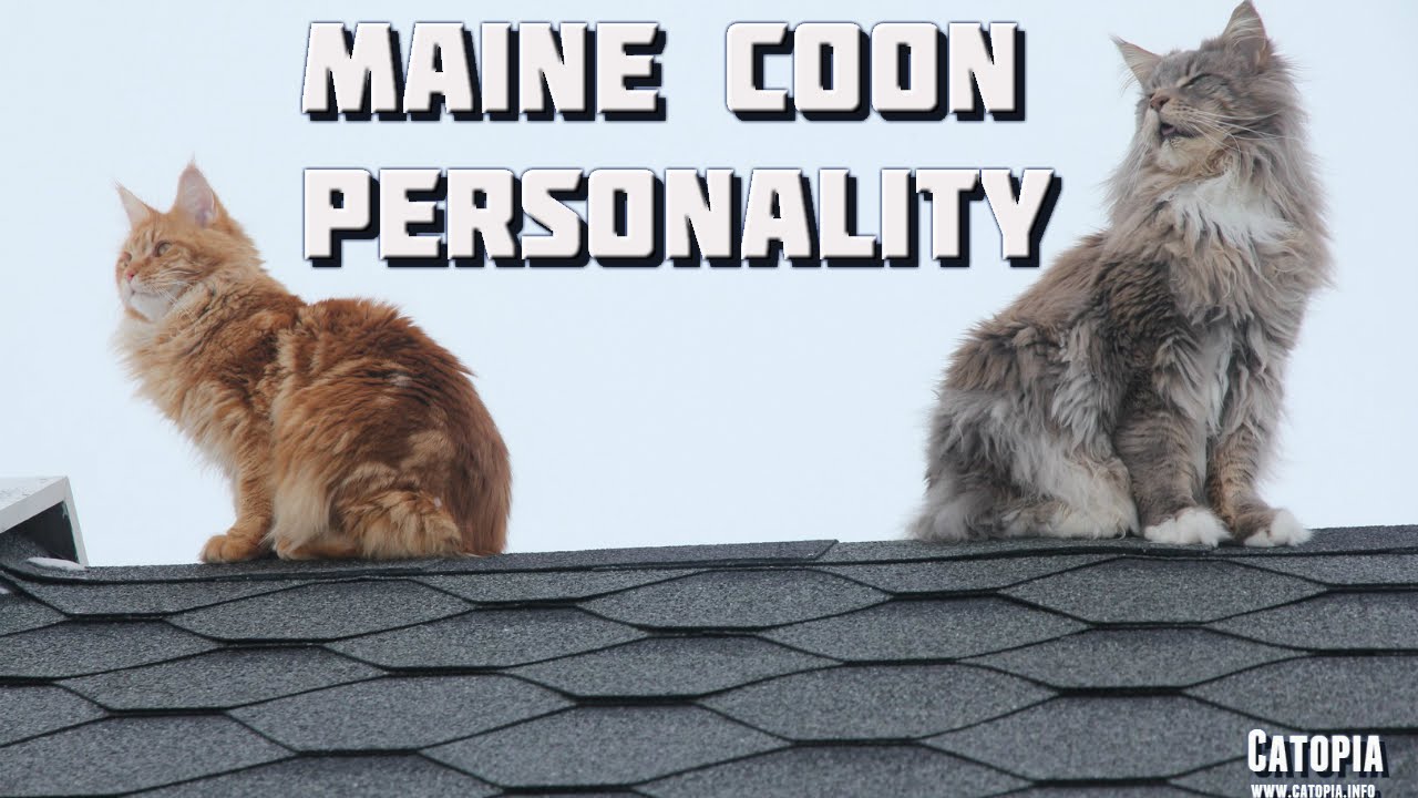 Maine Coon Compilation - Maine Coons showing the amazing ...