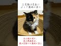 猫の毛色の秘密についてご紹介します【猫の雑学】#shorts #ねこのきもち