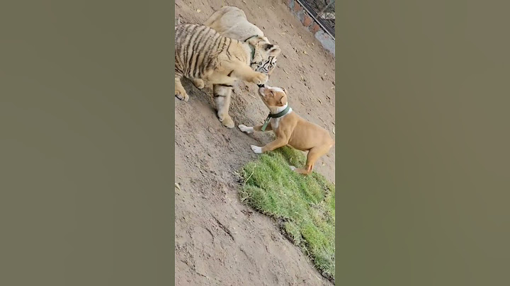 Tiger vs pitbull fight video//Pitbull fight video #pitbull #dog #viral #shorts #tiger