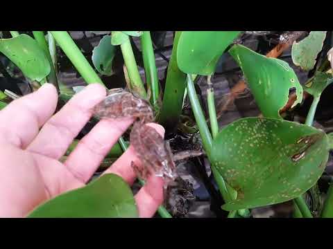 Video Ưu điểm giống cà cuống thuần chủng trại dế Thanh Tùng. - youtube