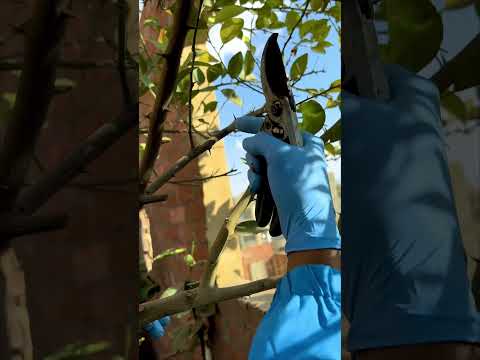 قواعد التقليم في ٦٠ ثانية والضروس Youtubecreators YuoTubeHighFive