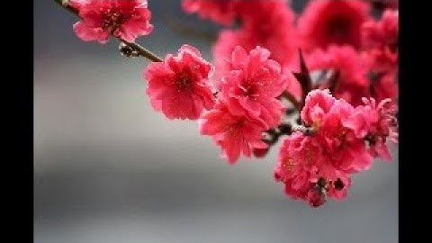 Functions, Inverse Functions, Trig Functions (Paul