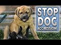 How To STOP Your Dog Being Aggressive!