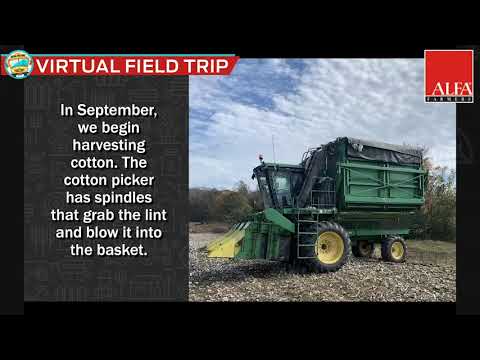 cotton field trip video