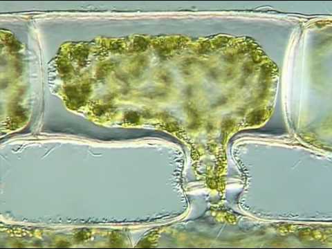 Time-Lapse: Sexual Attraction in Spirogyra by Dr. Jeremy Pickett-Heaps