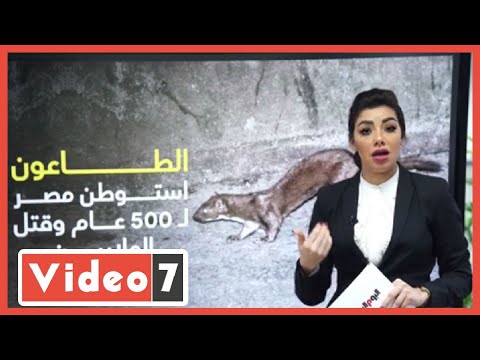 شكرا للعرسة الحيوان الذي أنقذ أرواح ملايين المصريين من الموت حكاية أغرب من الخيال