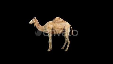 4K Camel Idle | Motion Graphics - Envato elements