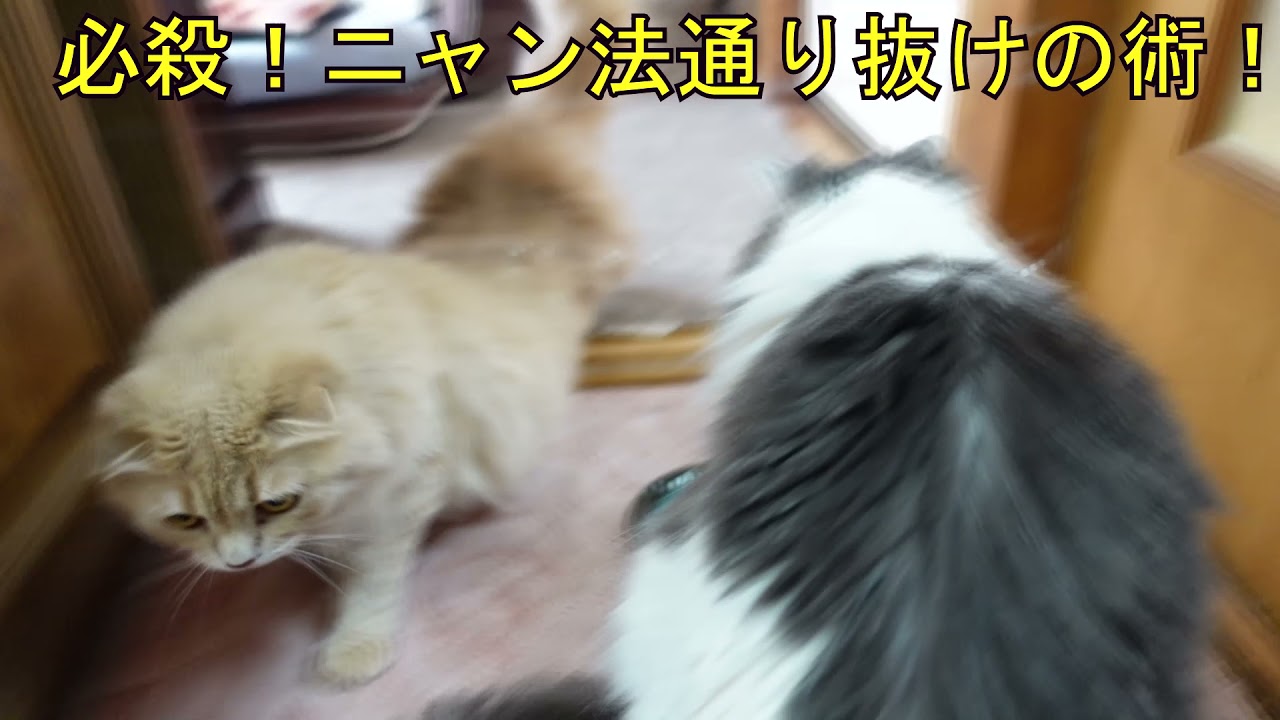 猫が蹴りぐるみで遊ばない マタタビをつけたら遊ぶのか ハロウィン編 Cat Halloween Youtube