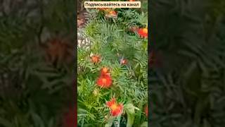 Облагораживание придомовой территории в многоквартирных домах #ландшафтныйдизайн