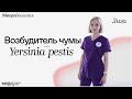 Всё о чумной палочке Y. Рestis | Частная микробиология