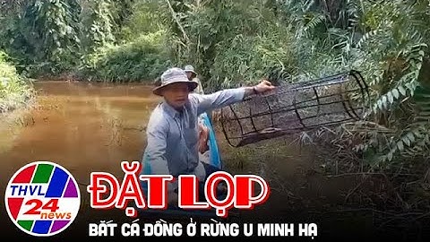 Đặt lọp bắt cá đồng ở rừng U Minh Hạ