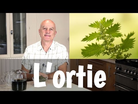 Vidéo: Ortie Aux Feuilles Magnifiques. Mères