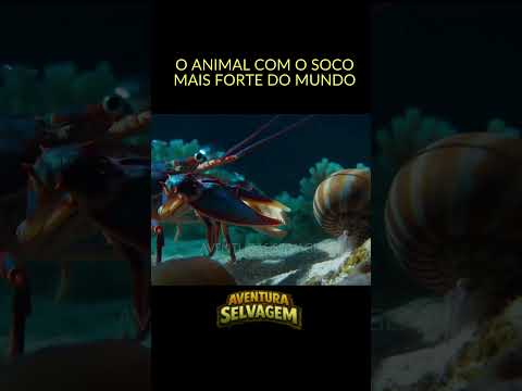 LAGOSTA BOXEADORA  -  Esse Pequeno Animal é Extremamente Letal