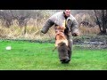 Working dogs in Ukraine