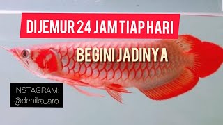 Edisi Ikan: Iseng Beli Arowana SR