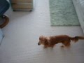 Miniature longhair dachshunds chasing each other