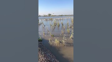 ￼ những đám ruộng của người dân bị ngập nước khu vực Tây Ninh lúa  chét lên rất nhiều ￼